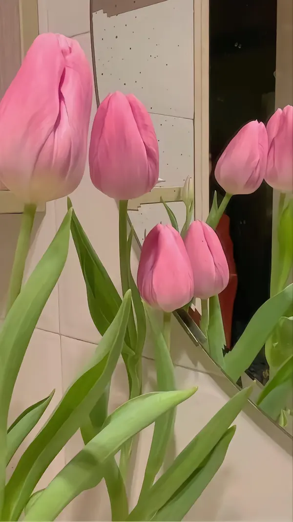 hình nền điện thoại hoa tulip màu hồng phấn