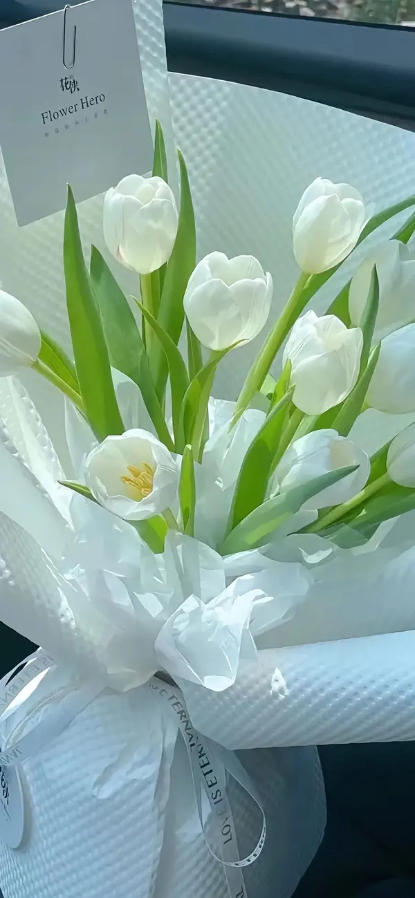 hình nền điện thoại hoa tulip màu trắng tinh khôi 