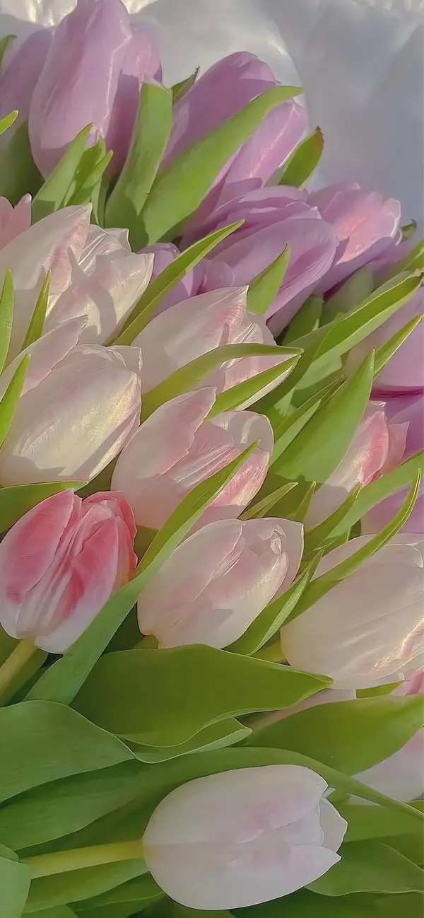 hình nền điện thoại hoa tulip đẹp nhất