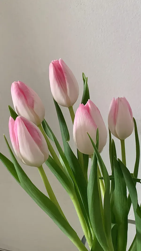 hình nền điện thoại hoa tulip màu hồng siêu đẹp