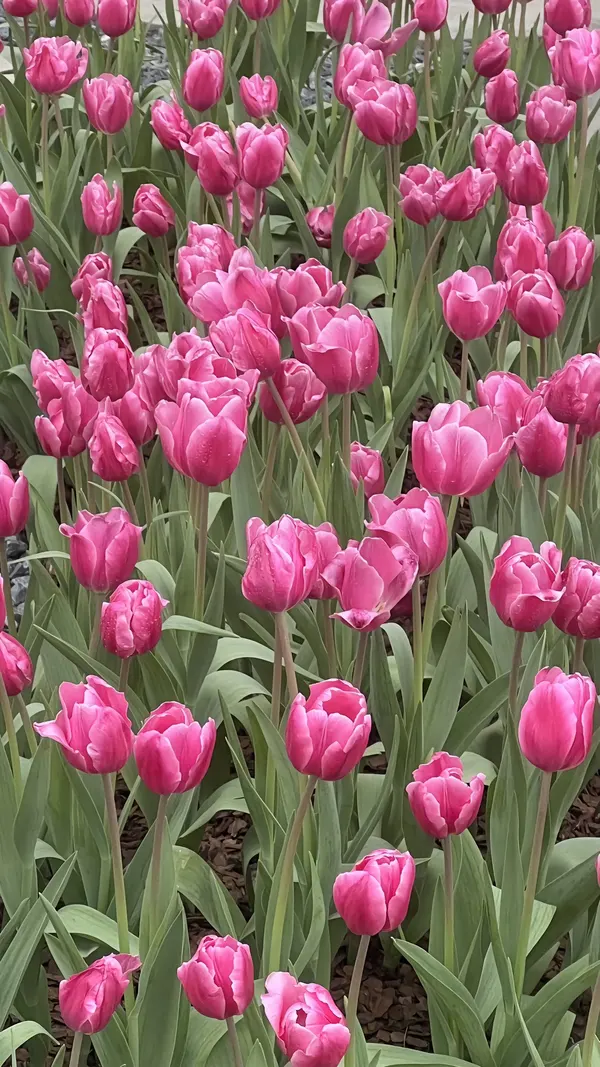 hình nền điện thoại hoa tulip màu hồng đẹp