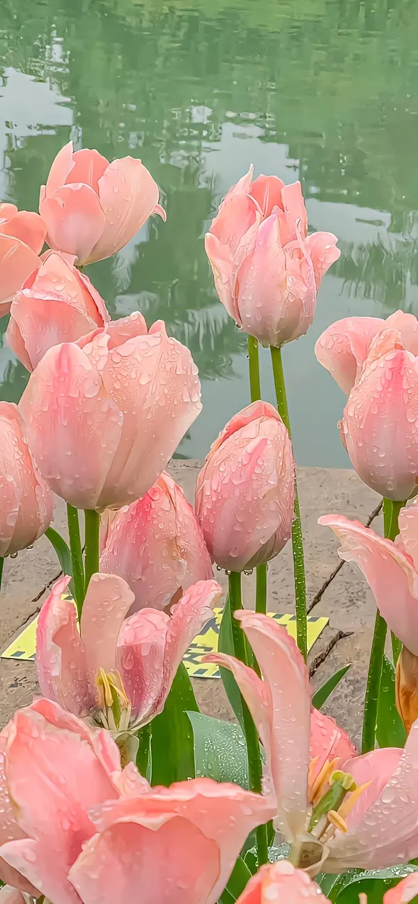 hình nền điện thoại hoa tulip hồng nhẹ nhàng 