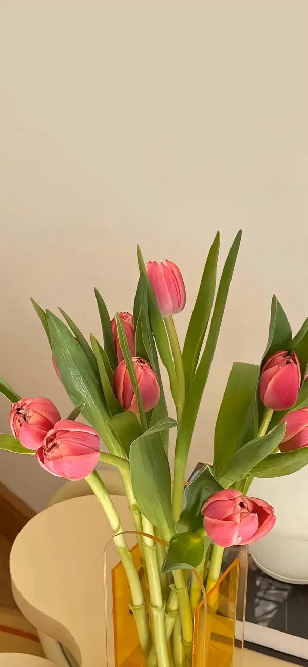 hình nền điện thoại hoa tulip hồng đẹp 