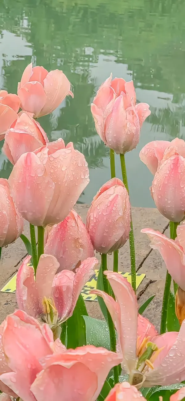 hình nền điện thoại hoa tulip màu hồng 