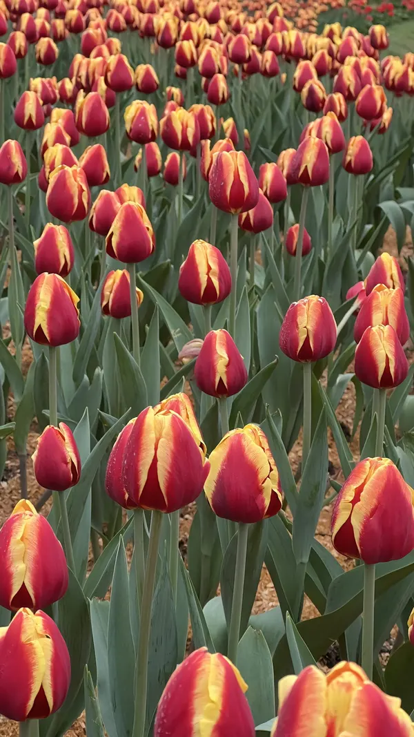 hình nền điện thoại hoa tulip màu đỏ vàng