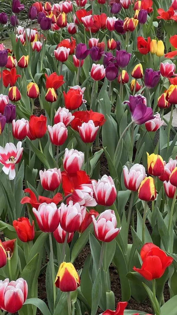 hình nền điện thoại hoa tulip nhiều màu đẹp nhất