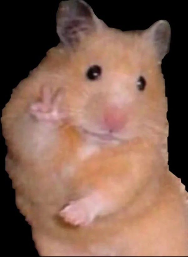 hamster meme hi