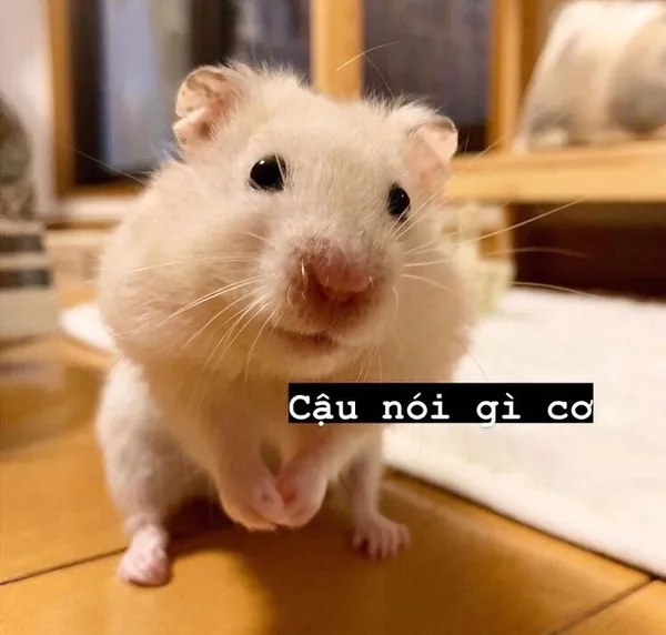 hamster meme ngạc nhiên 