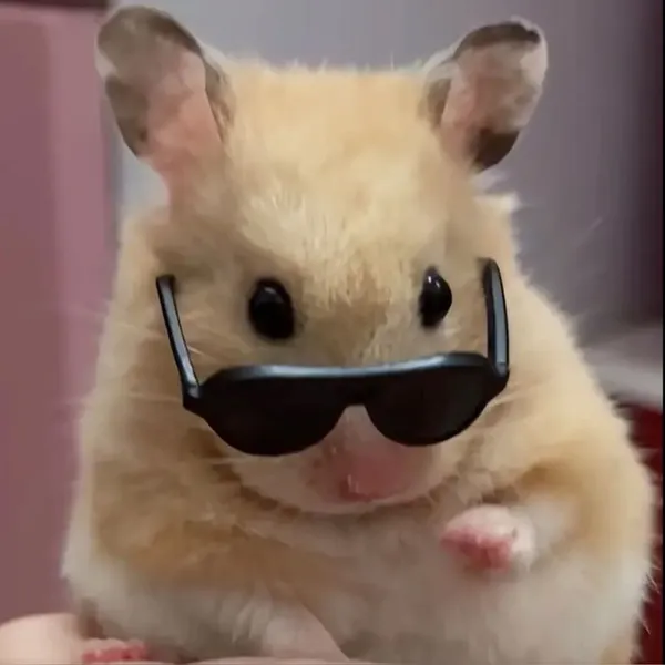 hamster meme ngầu 