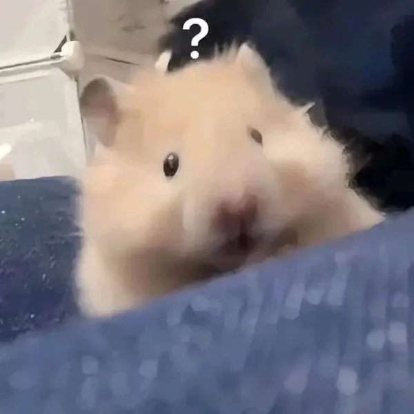 hamster meme hỏi chấm 