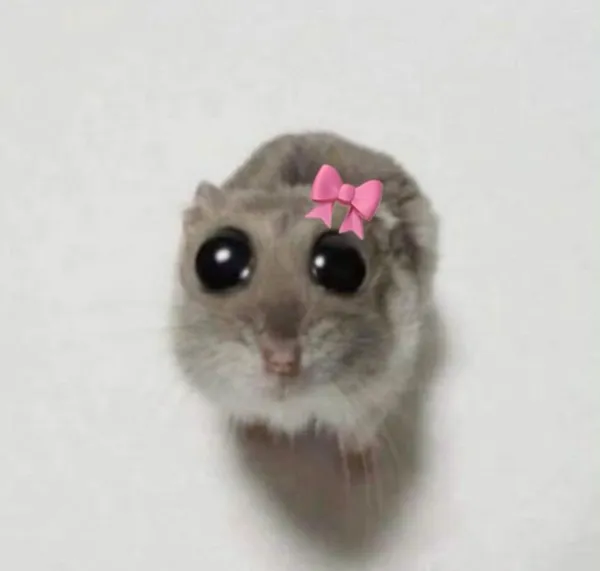 hamster meme