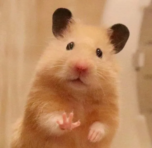 hamster meme 