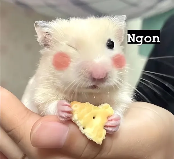 hamster meme dễ thương 