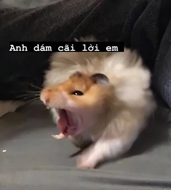 hamster meme dễ thương nhất 