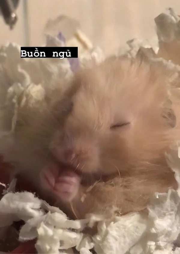 hamster meme buồn ngủ 