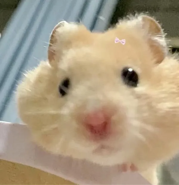 hamster meme 