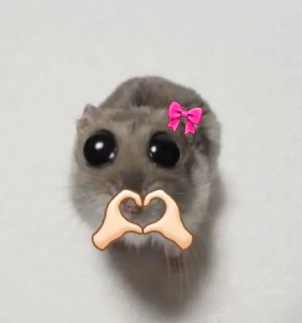 hamster meme 