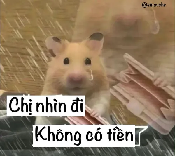 hamster meme 