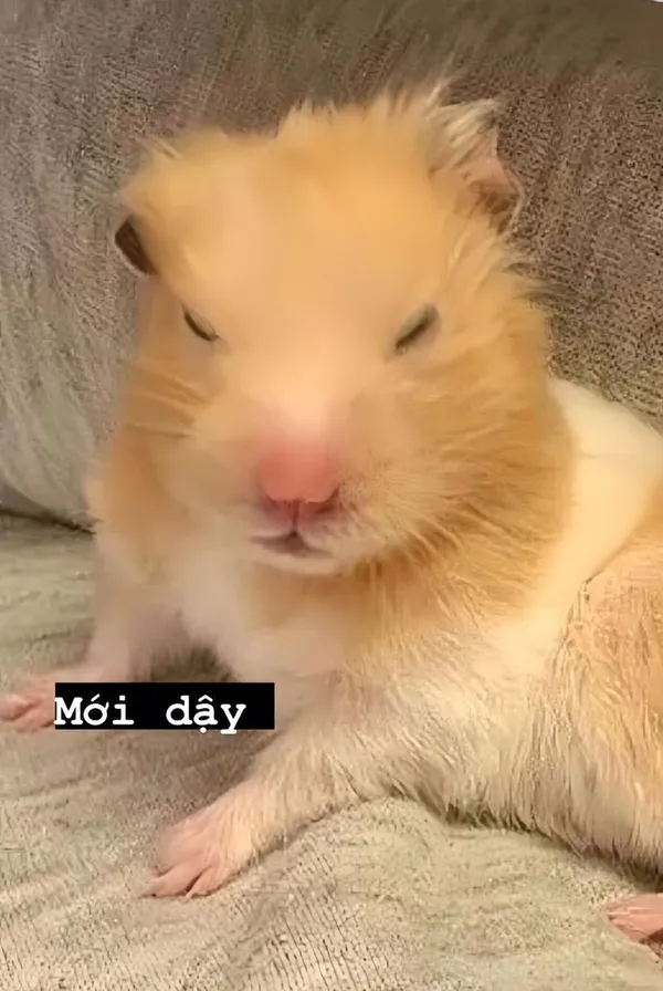 hamster meme mới dậy 