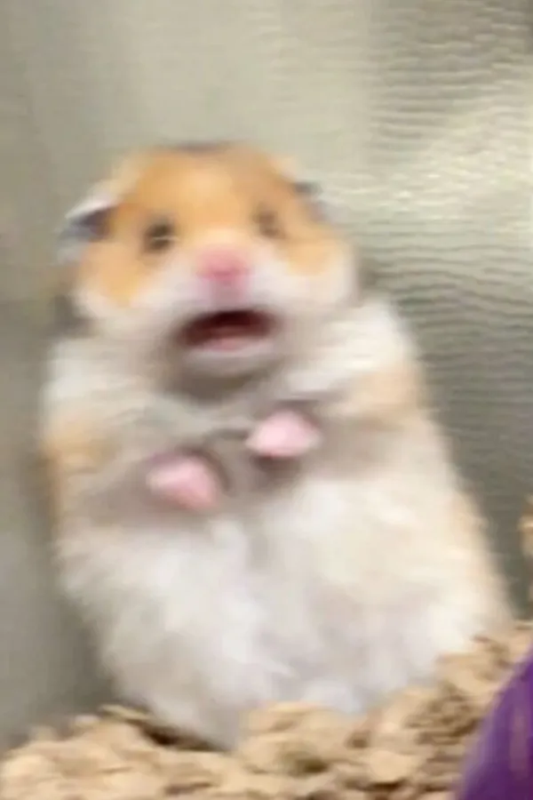 hamster meme sợ hãi 