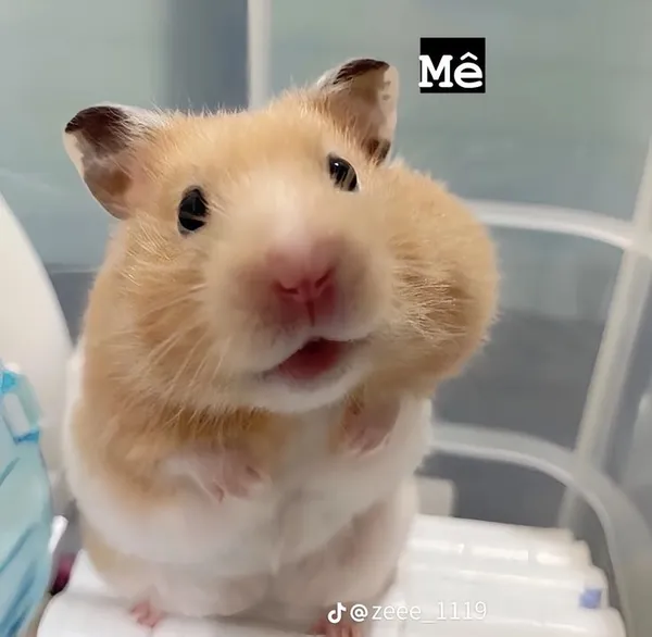 hamster meme mê