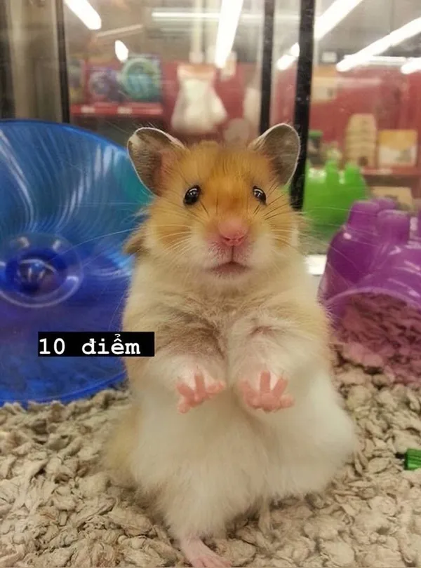 hamster meme 10 điểm 