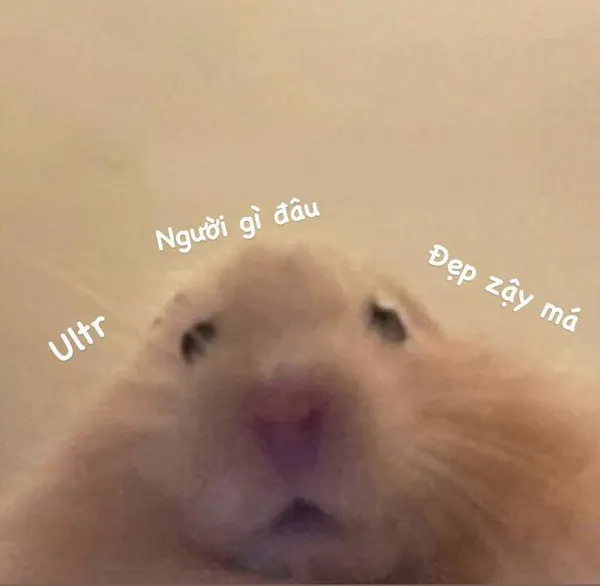 hamster meme đáng yêu 