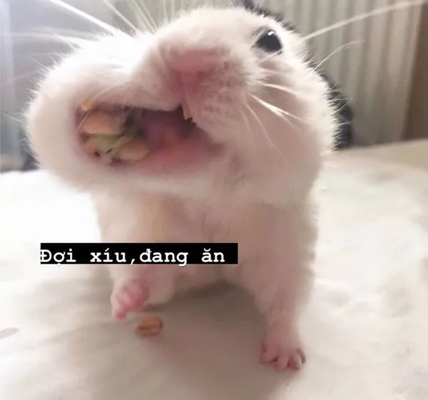 hamster meme 