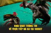 Trực tiếp đá gà 188bet: Chất lượng cao, uy tín số 1