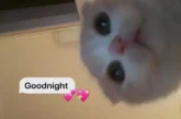 56+ meme chúc ngủ ngon hài hước – Xem xong ngủ ngon ngay!