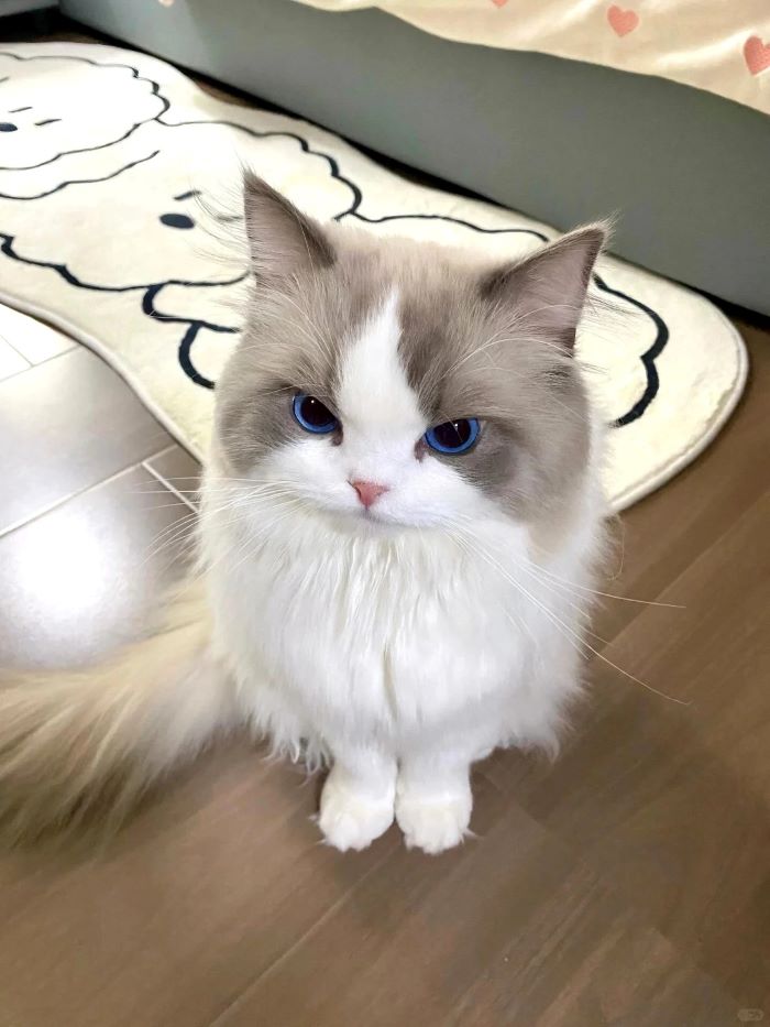 Ảnh con mèo cute dễ thương