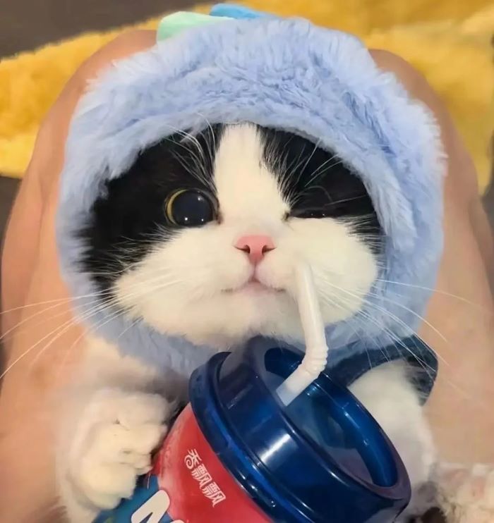 Ảnh con mèo cute ngủ gật