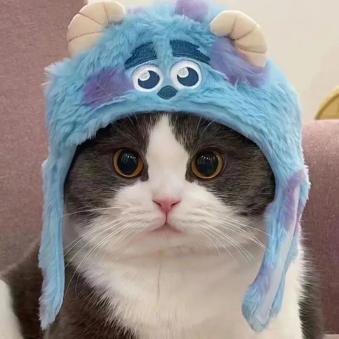 Ảnh con mèo cute chơi đùa