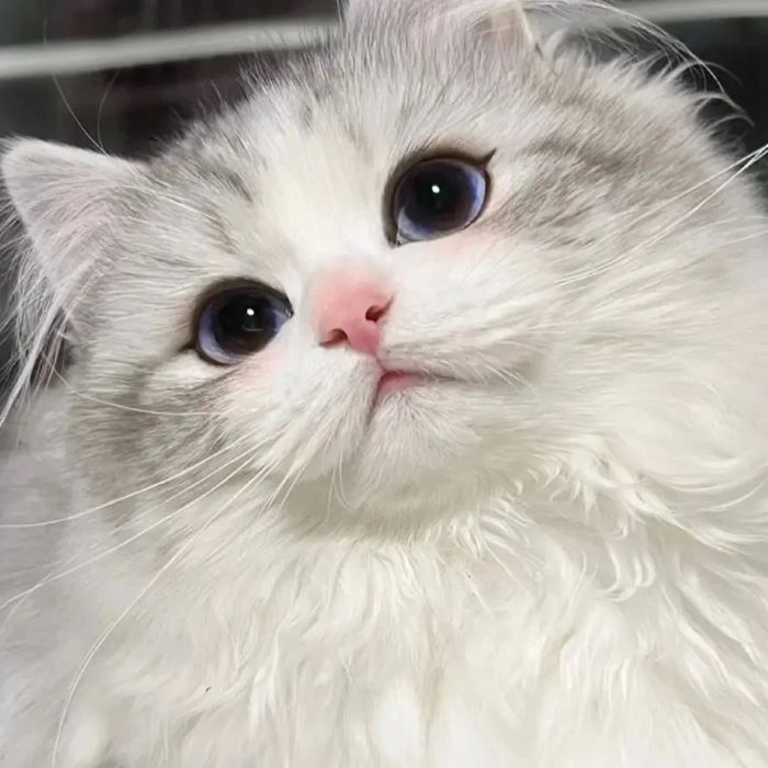 Bộ ảnh con mèo cute siêu cấp