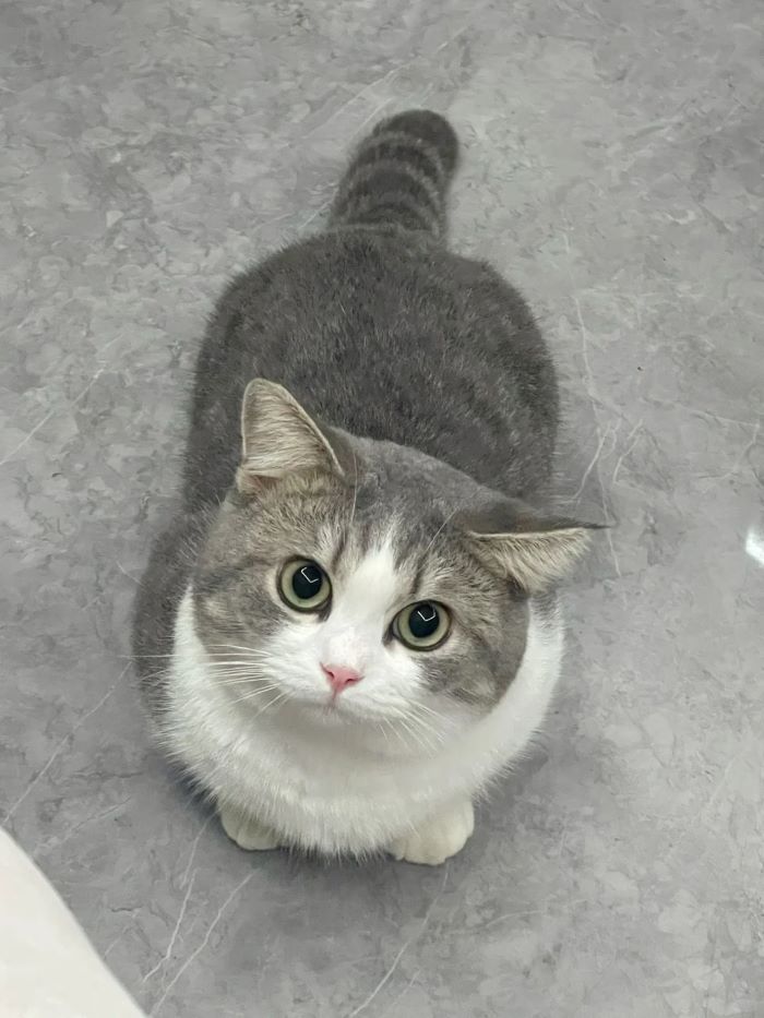 Ảnh con mèo cute ngây thơ