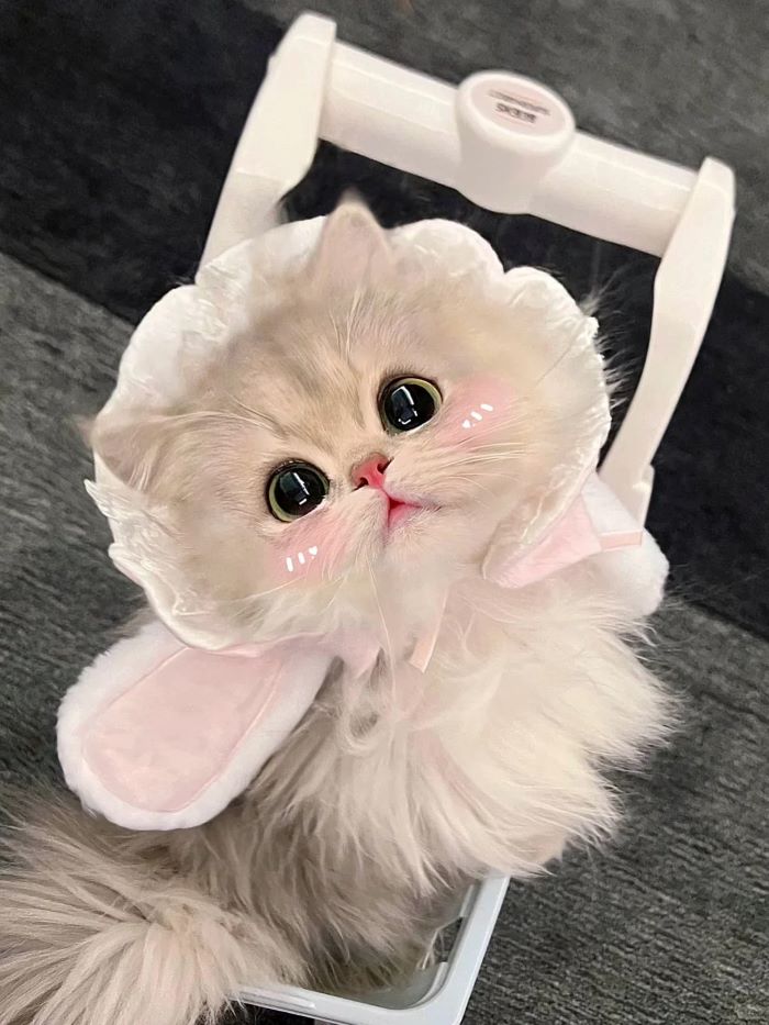 Ảnh con mèo cute cho màn hình điện thoại
