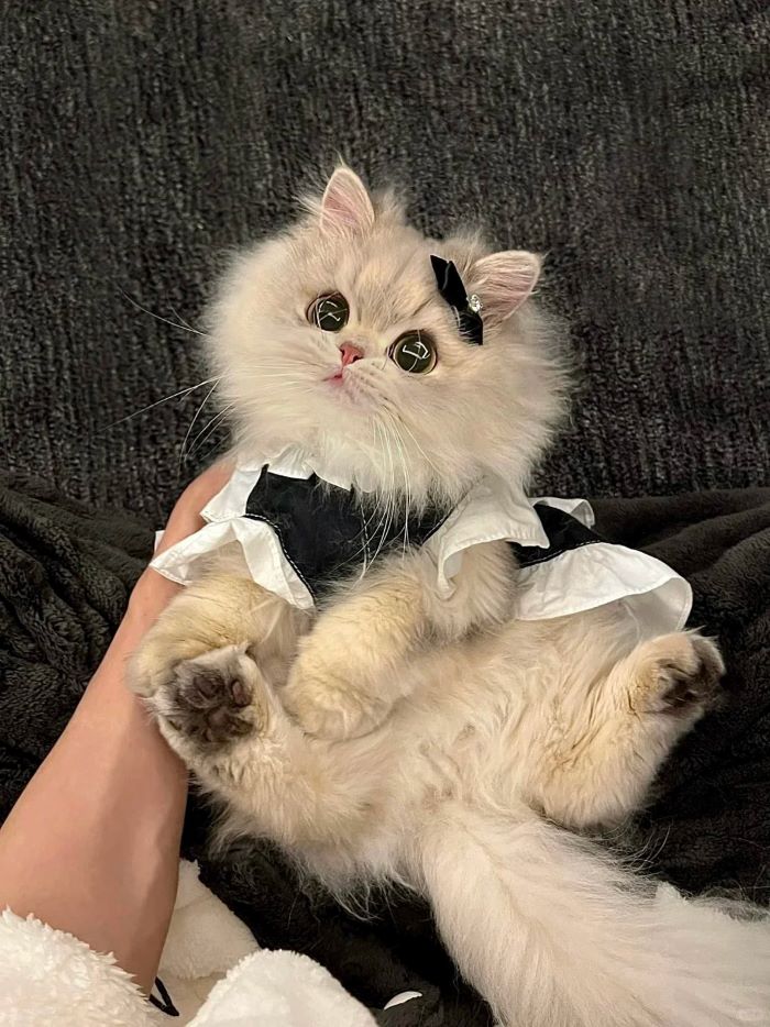 Ảnh con mèo cute dễ thương ngất ngây
