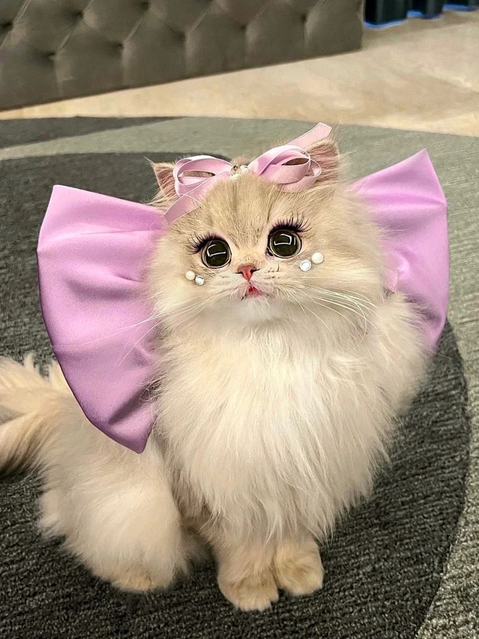 Ảnh con mèo cute đáng yêu hết nấc