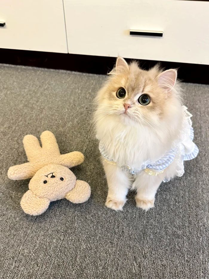 Hình ảnh con mèo cute ngộ nghĩnh