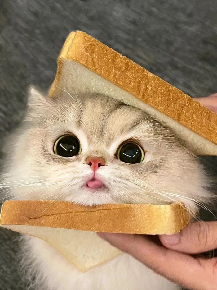 Ảnh con mèo cute tạo dáng