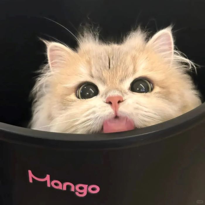 Ảnh con mèo cute trong hộp 