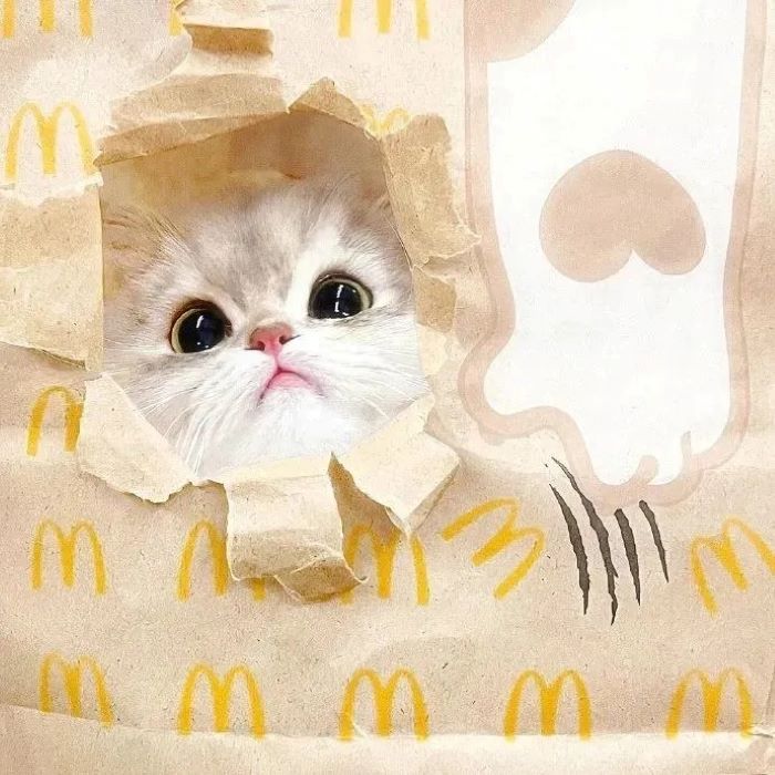 Ảnh con mèo cute trong túi 