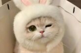 80+ ảnh con mèo cute siêu dễ thương khiến tim tan chảy