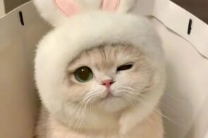 80+ ảnh con mèo cute siêu dễ thương khiến tim tan chảy
