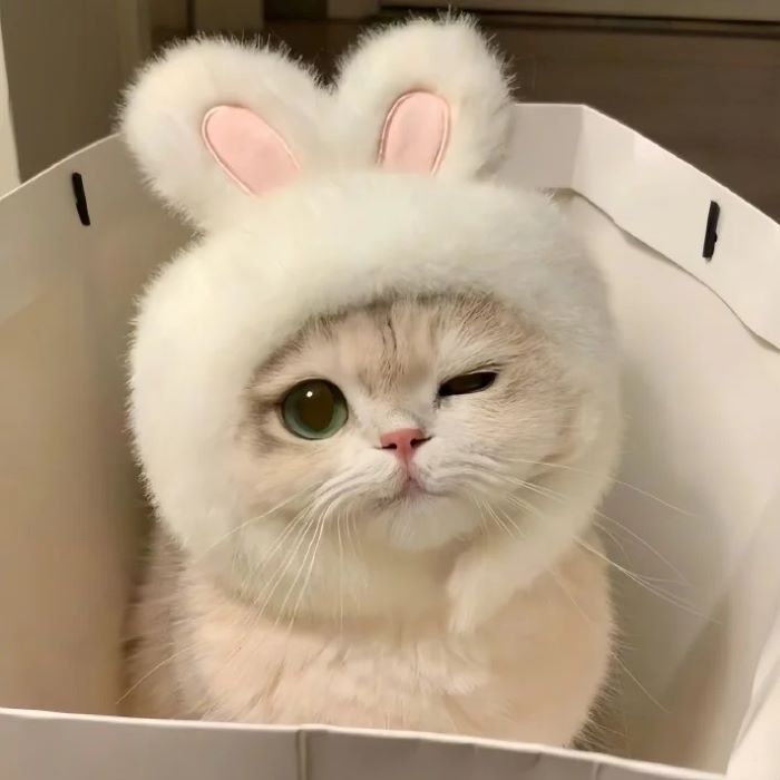 Hình ảnh con mèo cute cực dễ thương
