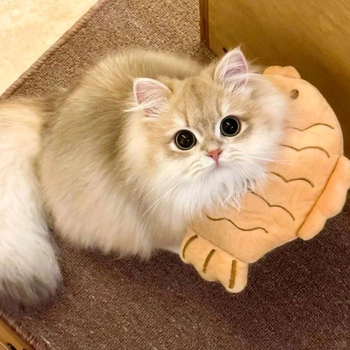 Ảnh con mèo cute tinh nghịch