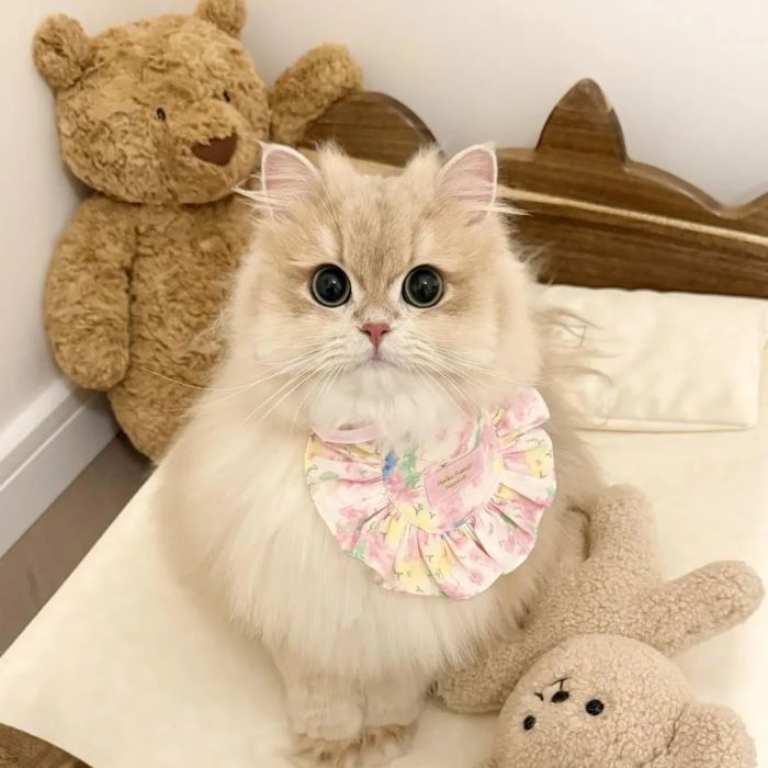 Ảnh con mèo cute cưng xỉu
