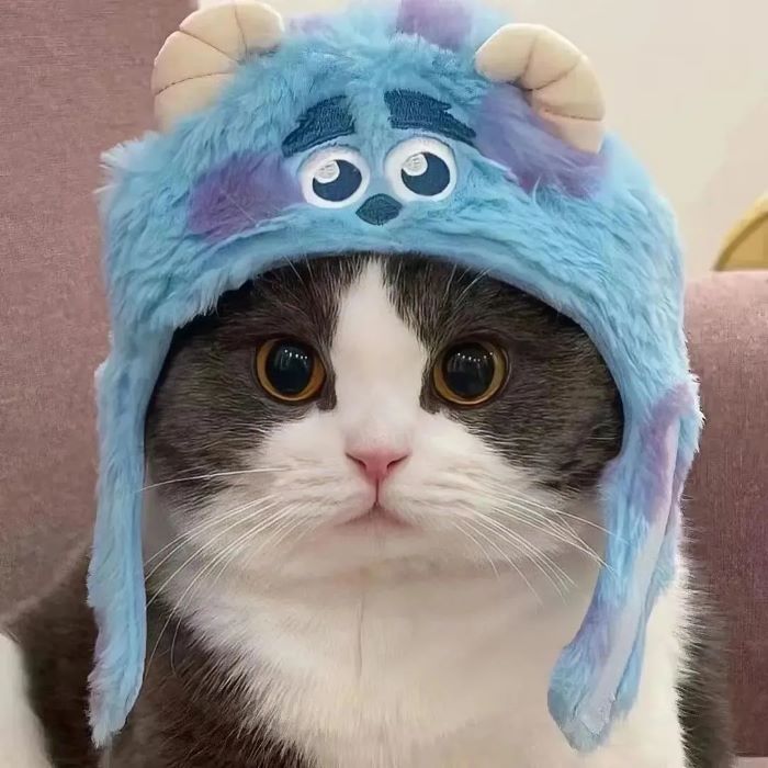 Ảnh con mèo cute đốn tim