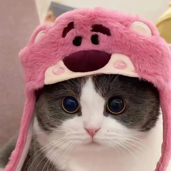 Ảnh con mèo cute đội mũ len
