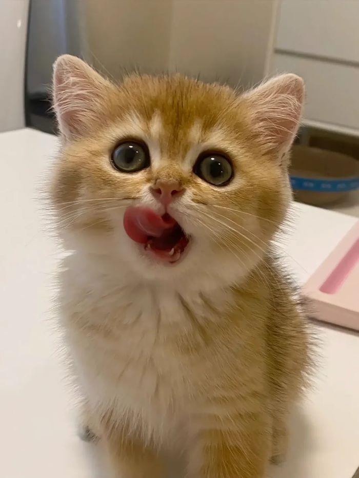 Bộ ảnh con mèo cute đáng yêu

